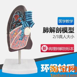 人体肺解剖模型,肺部模型,病态肺模型,K人体病变肺解剖模型内脏