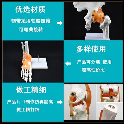 膝关节模型附韧带人体骨骼教学练习医学功能展示S肩颈脊椎骨架骨