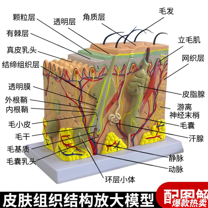 人体皮肤结构解剖模型组织层次放大皮肤构造具微整形演e示美容教