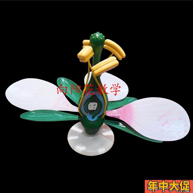 向阳花 苹e果花模型 教学生物模型 厂家直销 包邮