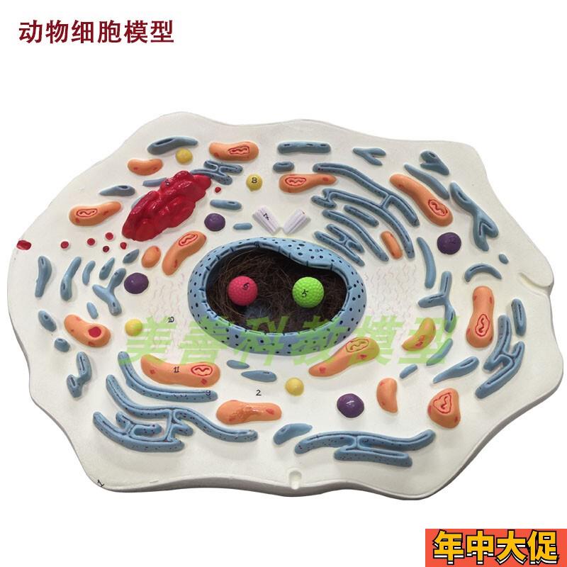 生物细胞模型手工动物细胞模型显B微结构解剖模型细胞膜4细胞质细