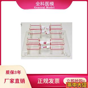 LV8 浅表打结技能训练模型外科打结练习模具SGM