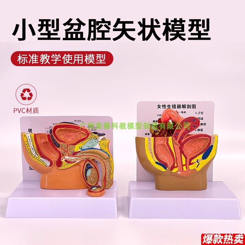 男性盆腔模型男性盆腔睾丸y前列线模型泌尿系统模型桌上型盆腔