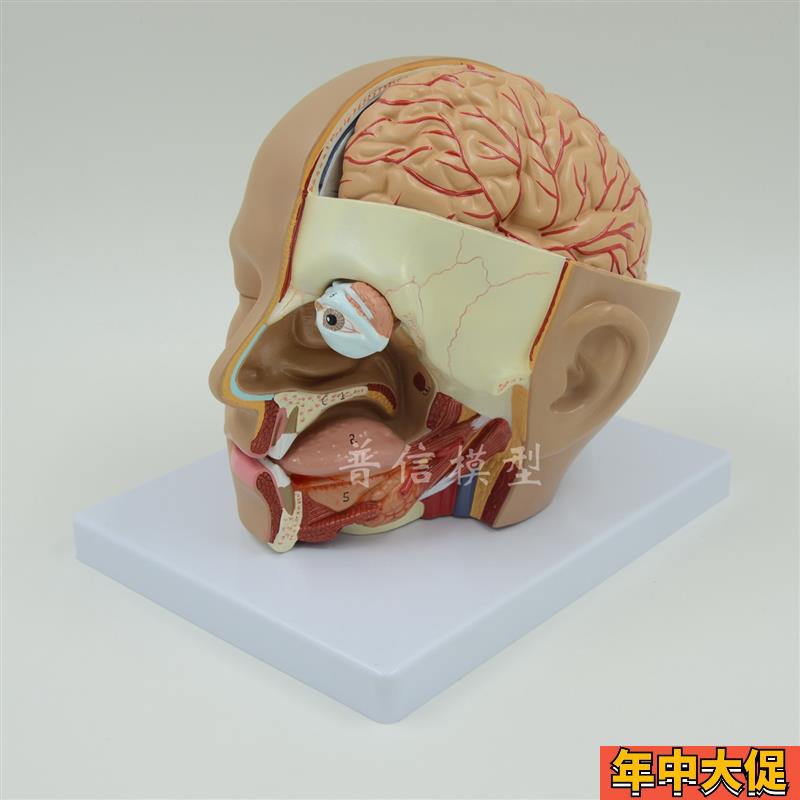普信 头部解剖模型l 脑模型 4部件 大脑模型 人体解剖模型 医用