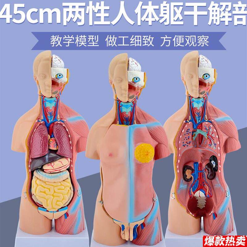 45CM人体模型解剖心脏骨U骼全身结构医学器官儿童躯干玩具内脏拼