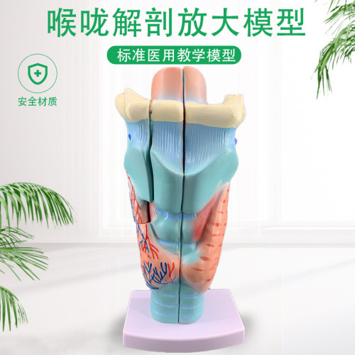2倍放大咽喉模型喉咙解剖标本喉部血管甲状腺喉T结喉头医教学仿真