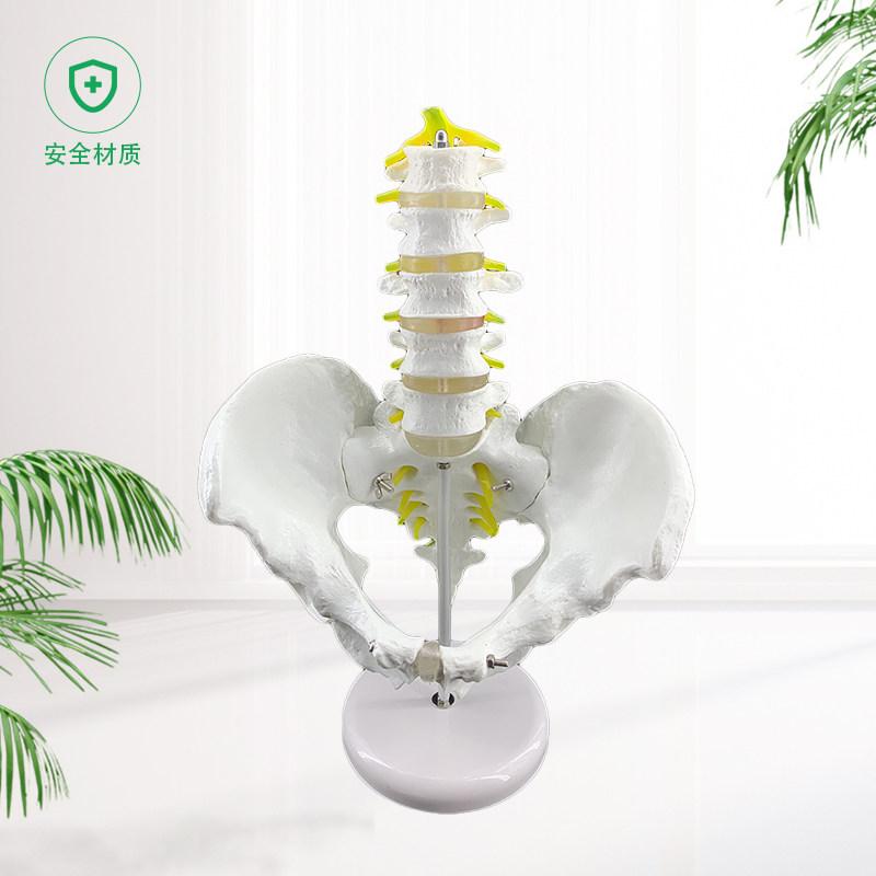 骨盆带五节腰椎模型 盆骨模型 骨盆模型腰间盘突出W脊椎模型包邮