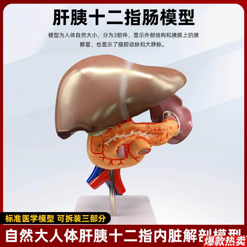 人体肝胆囊胰十二指肠胃结构模型脾胰病理解剖U消化科系统医学教