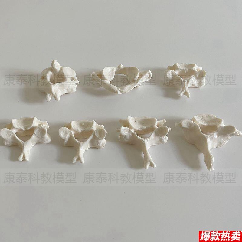 1比1颈椎仿真模型医用颈椎腰椎解剖教学模型7节颈.椎12节胸椎模型