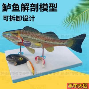 鲈鱼 鲫鱼 文昌鱼淡水鱼类标本生物鱼类I解剖动物水产科普展示内