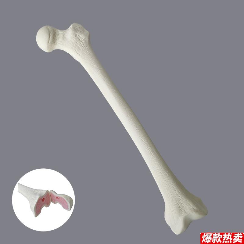康泰教具股骨皮质松质m骨科手术实操练习假骨术前练习仿真骨医用