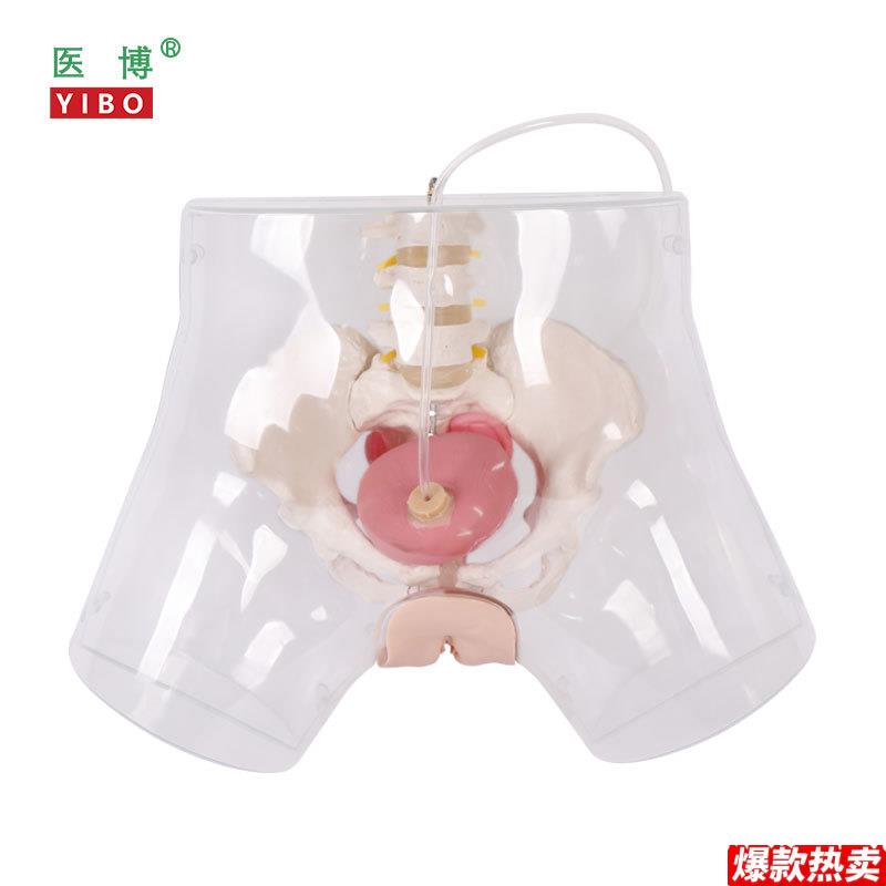 医博BIX-H4D高级透明女性导尿模型导尿插管训练假人女l性护理训练