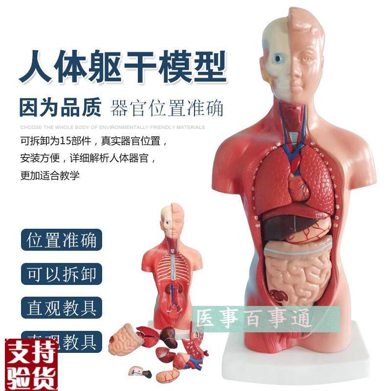 人体模型28CM躯干人体内脏解剖模型医用教具S骨骼儿童益智玩具,玩具/童车/益智/积木/模型,其他模型玩具,淘宝优惠券,粉丝福利购,淘宝优惠卷