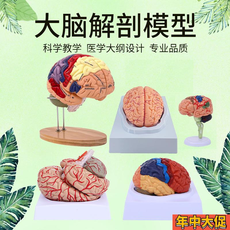 脑模型脑功能区域色分模型人体大脑解剖模型人R脑动脉构造脑神经