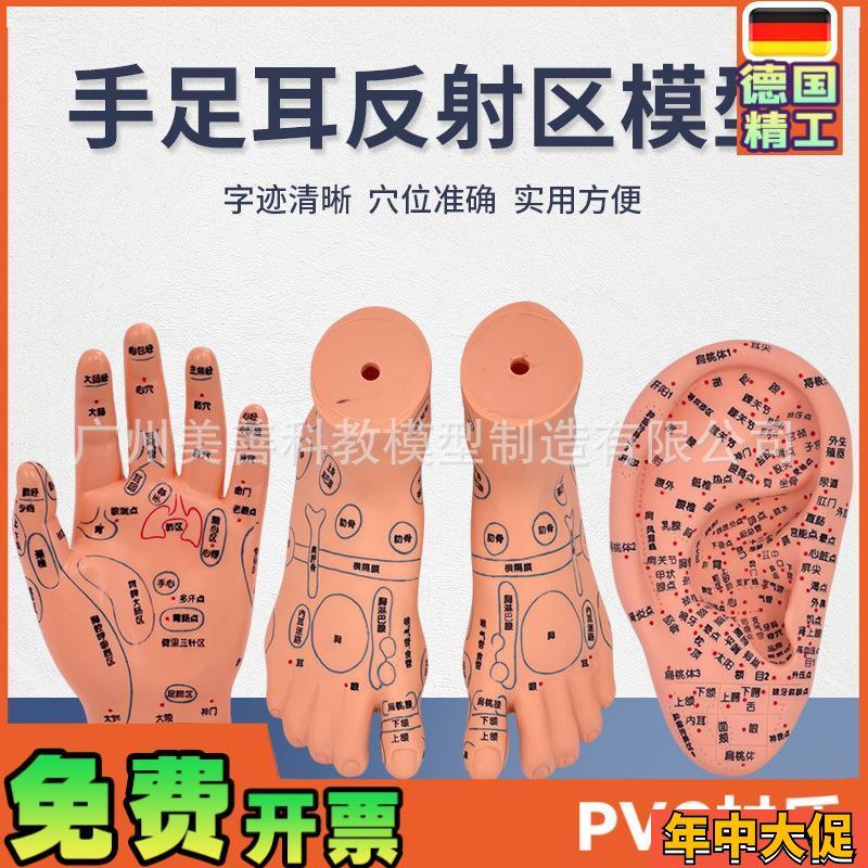 脚穴位模型足部底耳模耳朵手经络手部推L拿针灸足底脚模反射模型