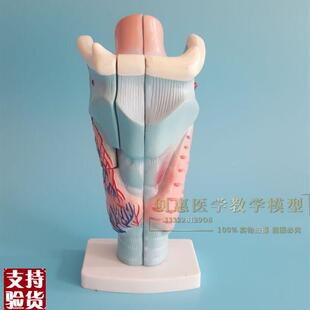 喉解剖模型喉头喉部发音结构功能放大耳K鼻喉科教学模型医学包邮