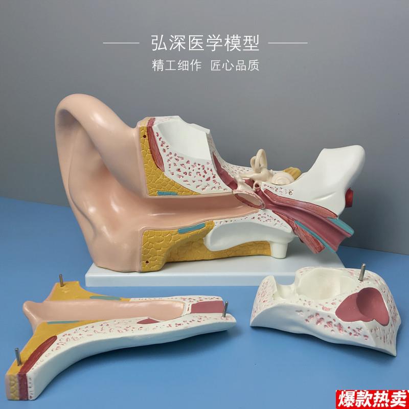 耳朵放大模型五倍耳道人体器官解剖结构儿童教学模具n弘深医学模