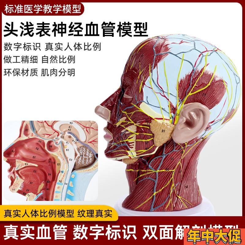人体头部肌肉矢状切面解剖血管神经大脑头浅表P医学美容微整形模