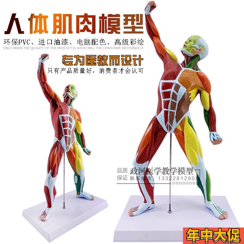 医学美术人体全身肌肉模型 运动肌肉解剖系统健身U教学 肌肉解剖