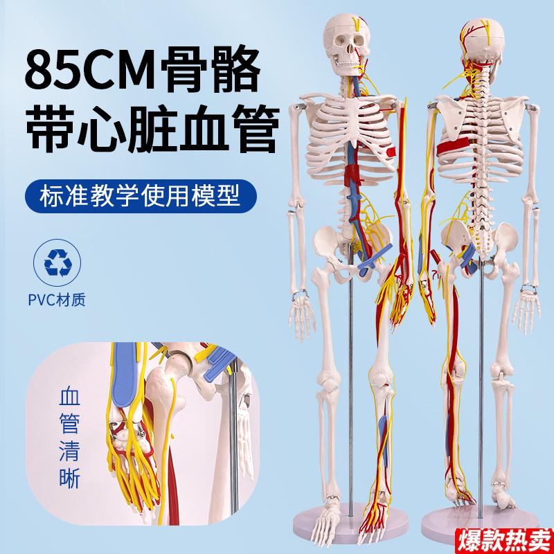 85CM人体骨骼模型含心脏动脉结构神经p脊柱教学模型塑胶骨架玩具1