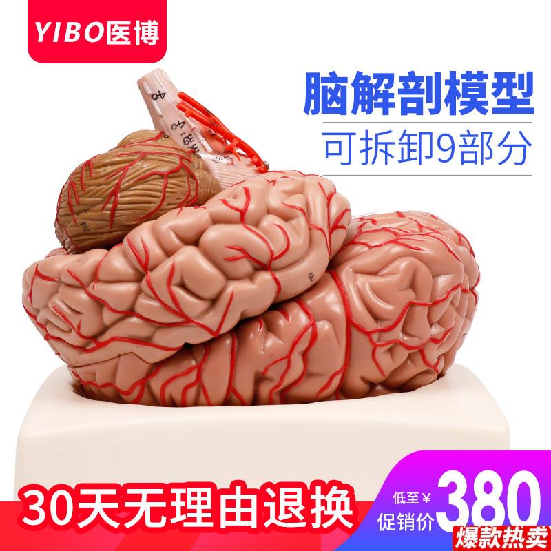 人体大脑模型医w用脑结构模型脑动脉脑血管模型人体大脑解刨模型