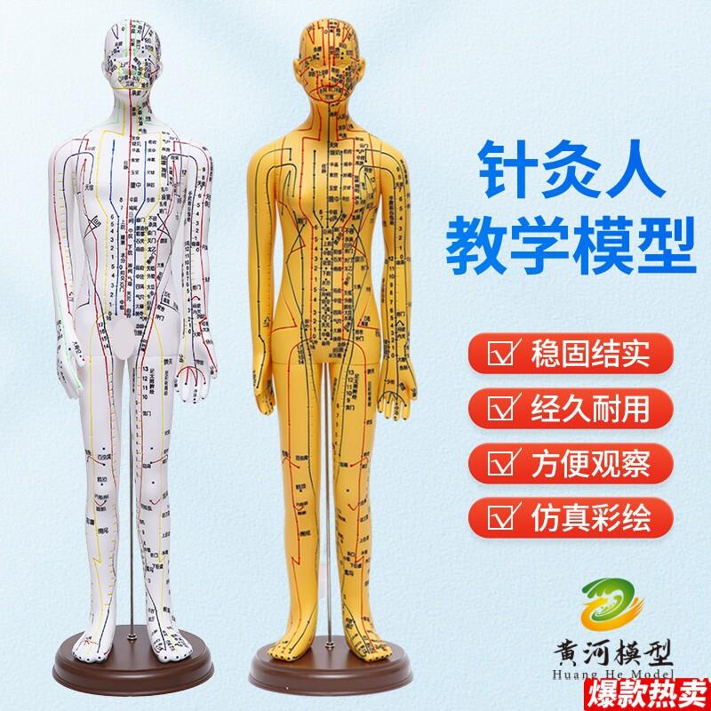中医针灸穴位模型图全身家用十二经络人体模u型可扎针小铜皮人
