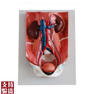 医学人体男女性泌尿系统x模型膀胱腹腔后腹壁肾解剖模型
