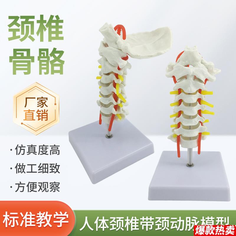 人体颈椎v颈动脉模型颈椎模型寰枢关节人体骨骼标本模型骨科模型