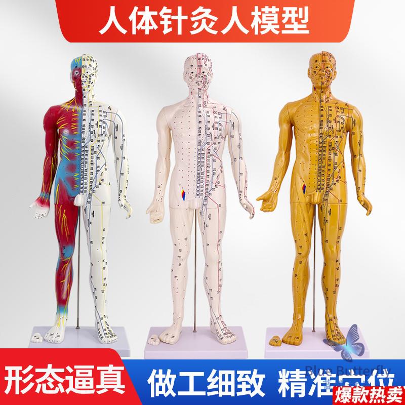 85CM中医针灸穴位人体模型教学全身十二经络图半皮半骨j骼解剖铜