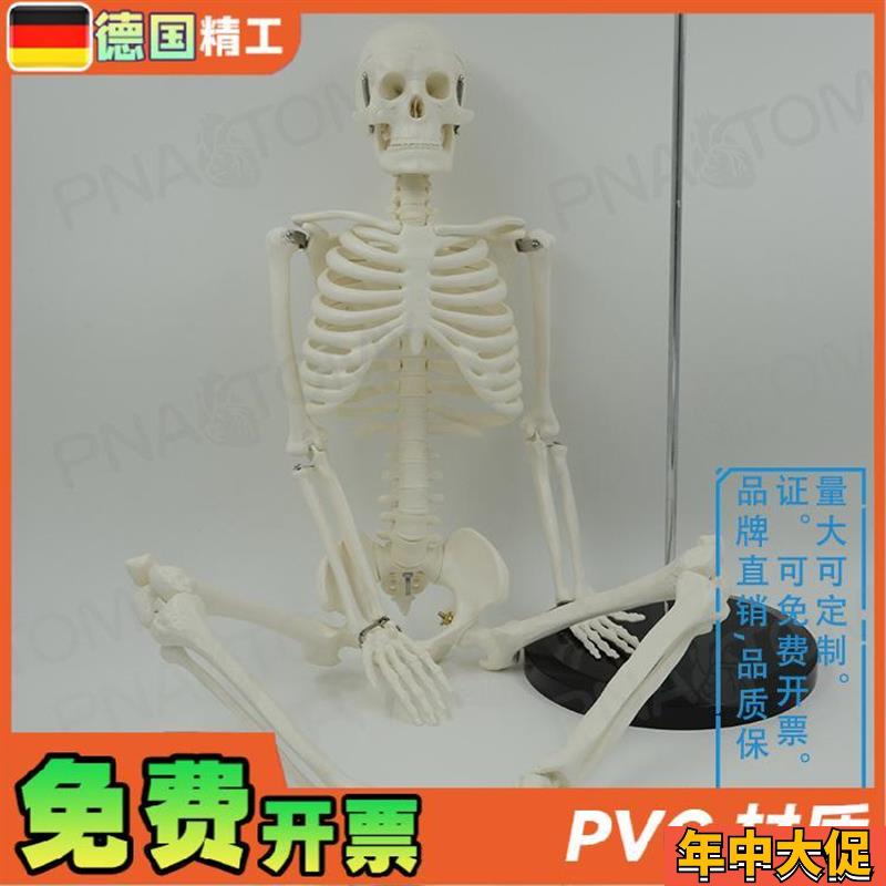 德国】85cm人体全身骨骼u模型可活动可拆卸小白 瑜伽正骨疼痛科骨