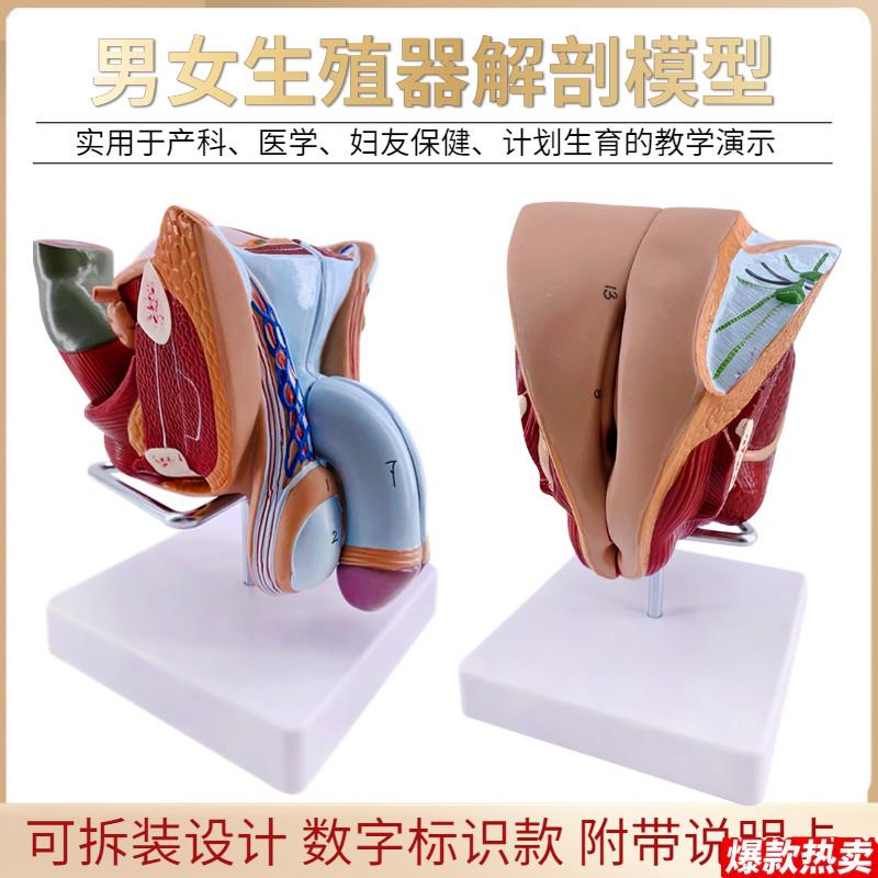 教学女性男性生殖器泌尿系统标本内A外生殖器睾丸解剖模型医疗教