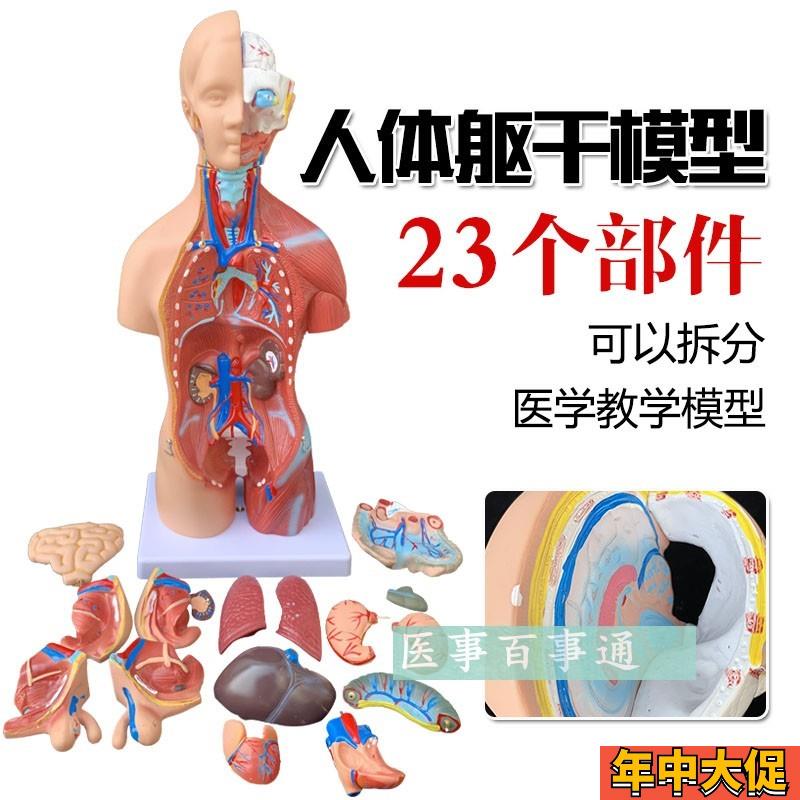 人体模型 28CM躯干 人体内脏解B剖模型 医学教具骨骼 儿童益智玩