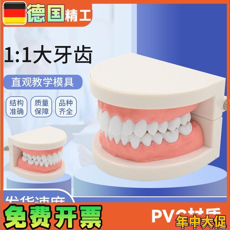 1比1大口c腔模型牙模型模具教具模具牙科教学模型 可拆卸口腔假牙