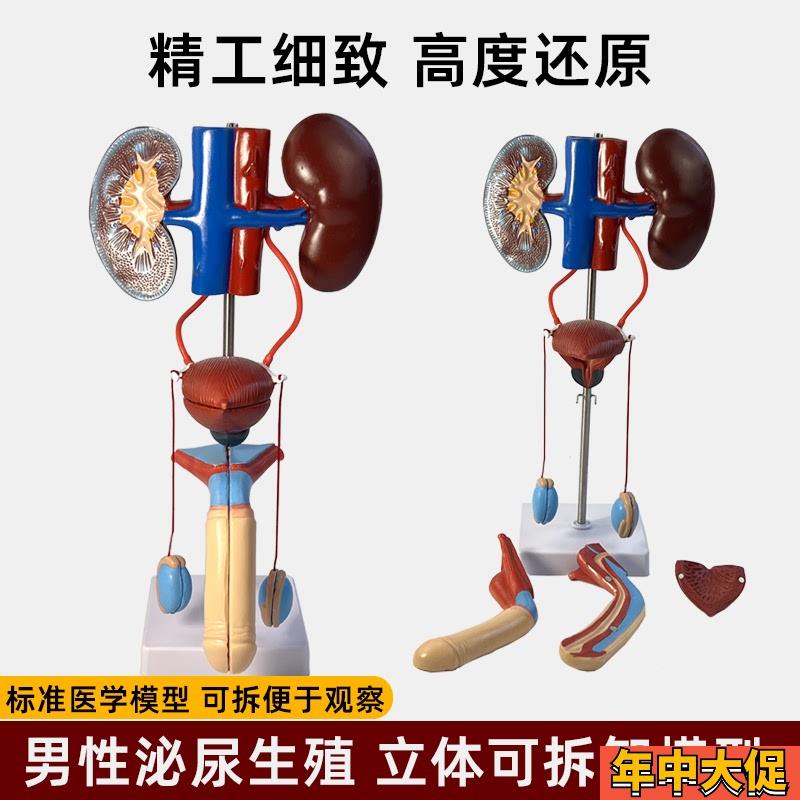 人体泌尿b生殖系统模型肾脏解剖膀胱输尿管结构造立体教学仪器教