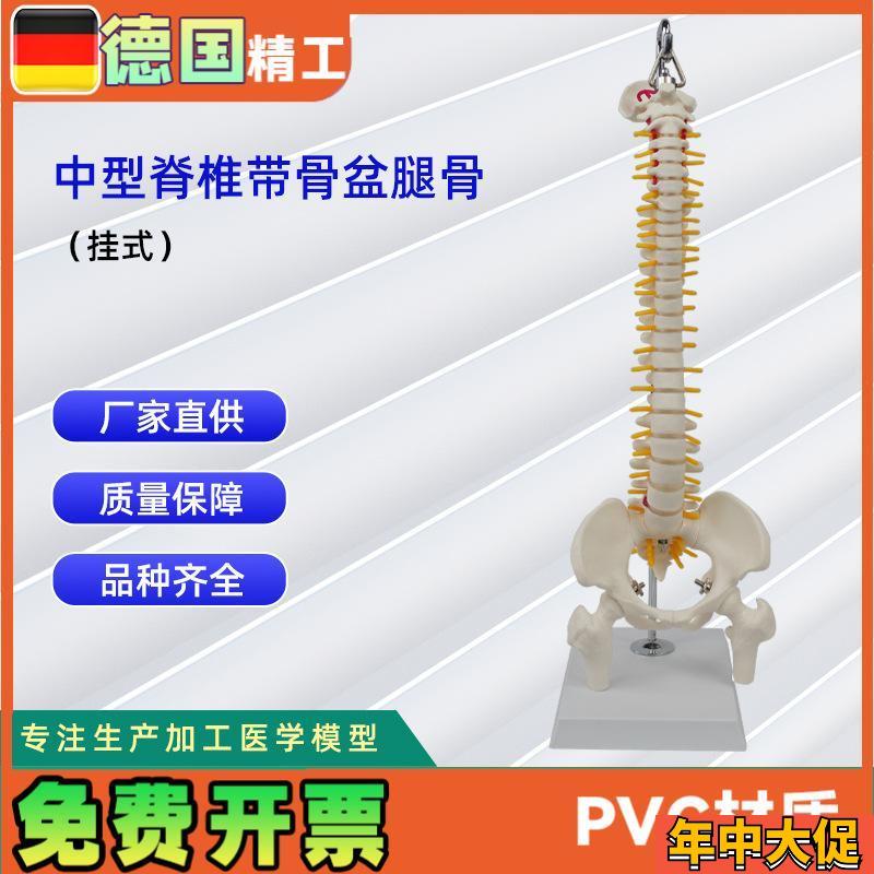 中型脊椎带骨盆腿骨(挂式)模型 医M学教学专用用具模具