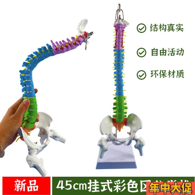 人体脊椎模型45CM彩色区分带骨盆股G骨尾骨脊柱 弯曲活动骨骼骨架