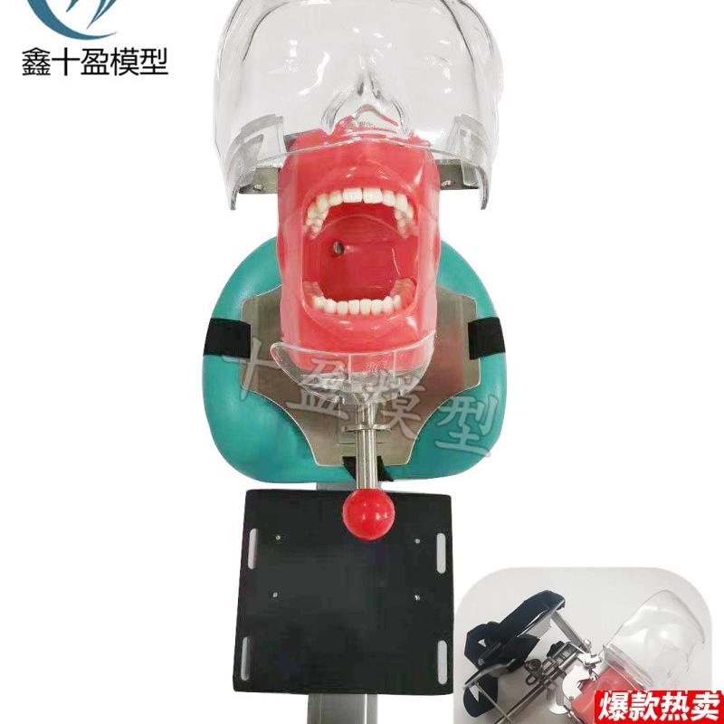 牙科口腔教学仿真模型简易头模树脂根l管牙齿牙粒备牙正畸修复牙