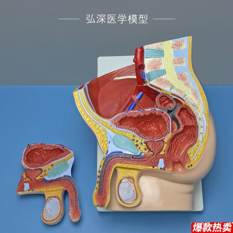 男性矢状解剖模型2部K件可拆人体生殖系统结构盆腔医学示教学模具