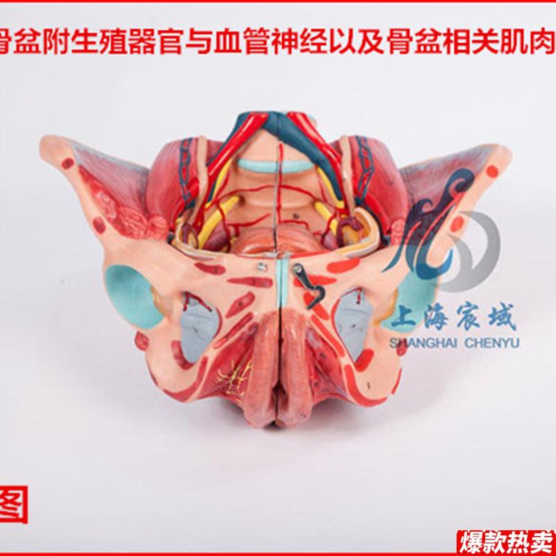 逼真准确女性骨盆附生殖器官与血管神经以及C骨盆相关肌肉附着点