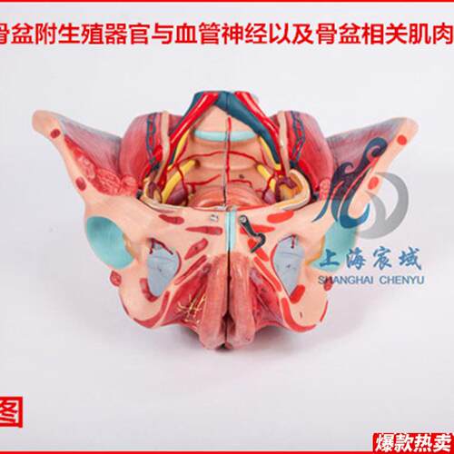 逼真准确女性骨盆附生殖器官与血管神经以及C骨盆相关肌肉附着点