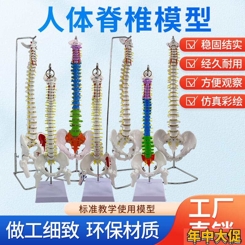 人体脊柱模型人i体骨骼大脊椎成人1:1带颈椎胸椎尾椎椎骨骨盆模型