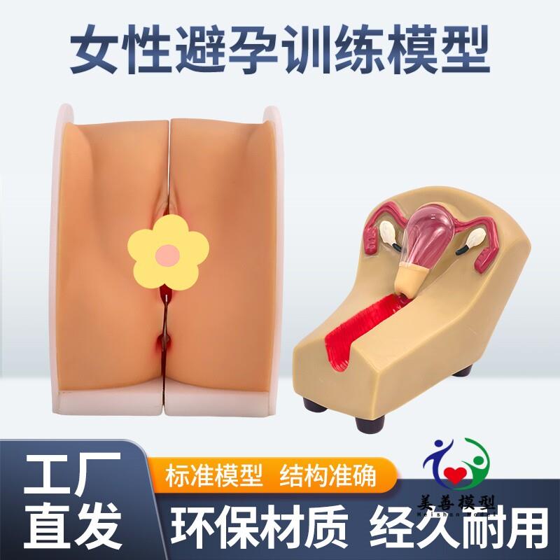 教学女性生殖宫颈子宫d外阴道卵巢避孕指导模型计划生育妇科检查
