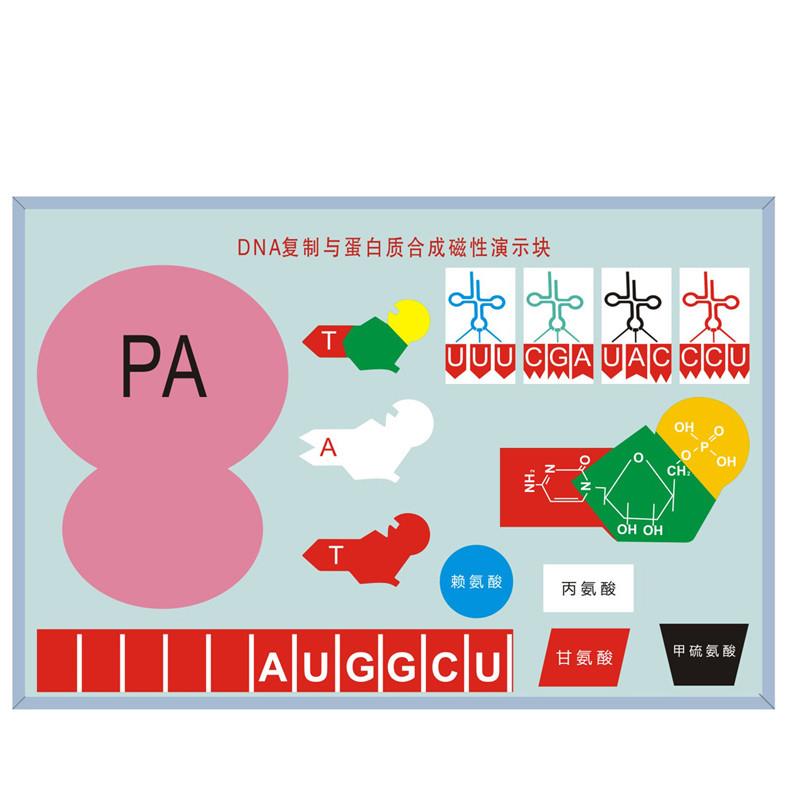 DNA复制模型蛋白质合成演示初中高中教w学仪器生物课配套教具
