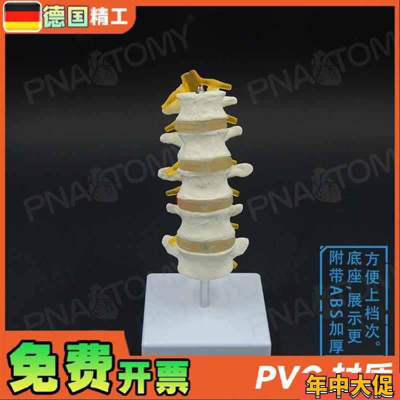 德国】1比1医学人体五节腰椎脊柱骨骼模型椎O间盘脊神经骨科疼痛