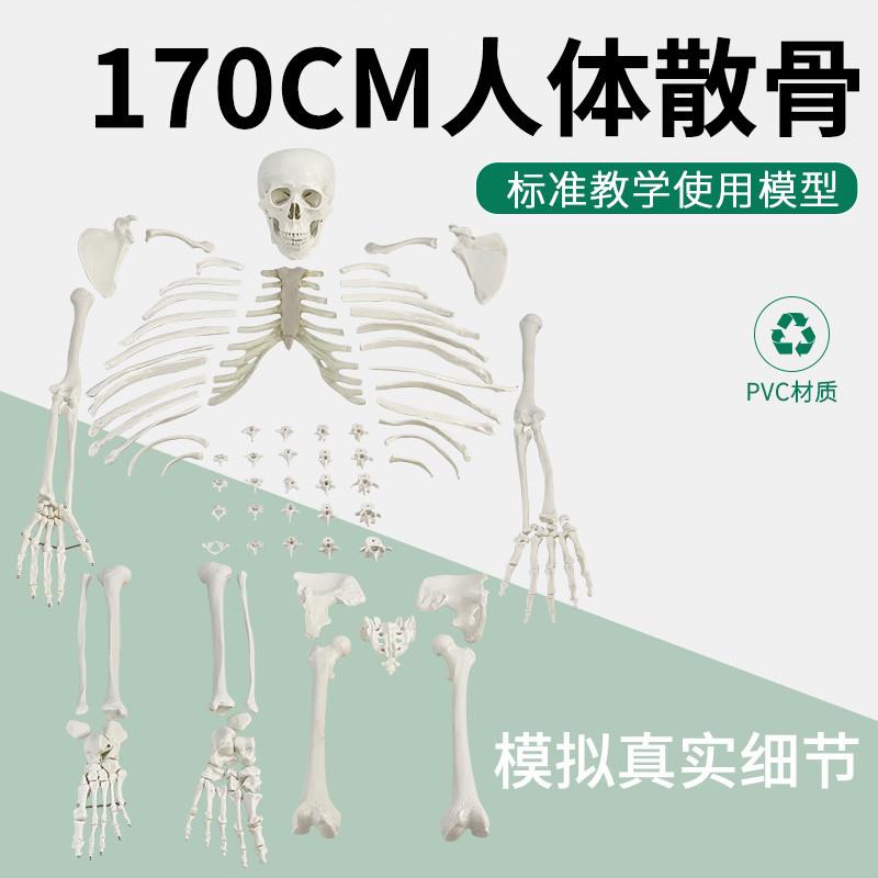 成人一比一比例g仿真骨骼模型170CM人体骨骼全身散骨模型,骨骸模