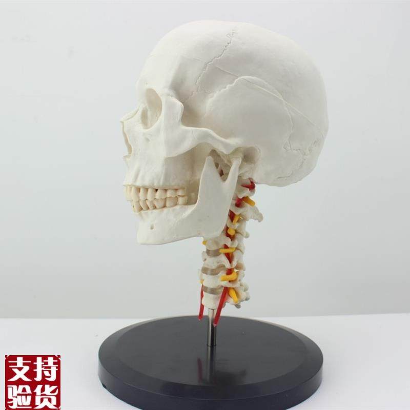 ENOVO颐诺人体头骨颅骨带颈椎模型头骨模型颈动脉颈Z椎模型枕骨,文具电教/文化用品/商务用品,教学标本/模型,淘宝优惠券,粉丝福利购,淘宝优惠卷
