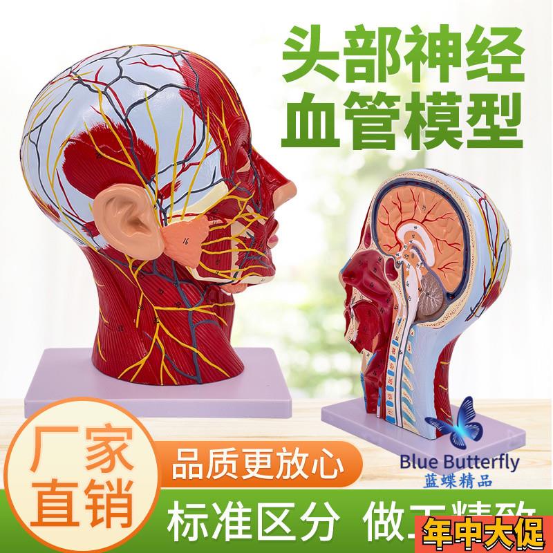 人体头部肌肉矢状切面解剖血管神经大脑头K浅表医学美容微整形模
