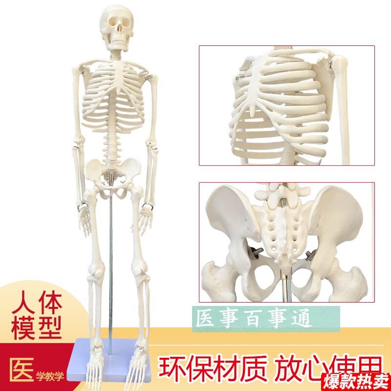 可摆姿势人骨标本人体骨骼模型85DCM人骨架模型骷髅骨人体素描