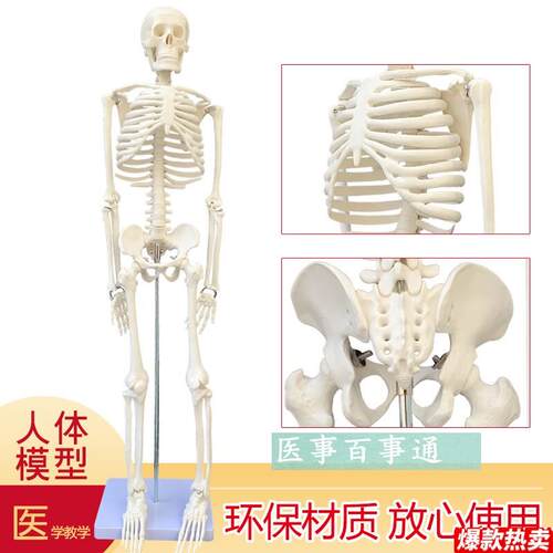 可摆姿势人骨标本人体骨骼模型85DCM人骨架模型骷髅骨人体素描