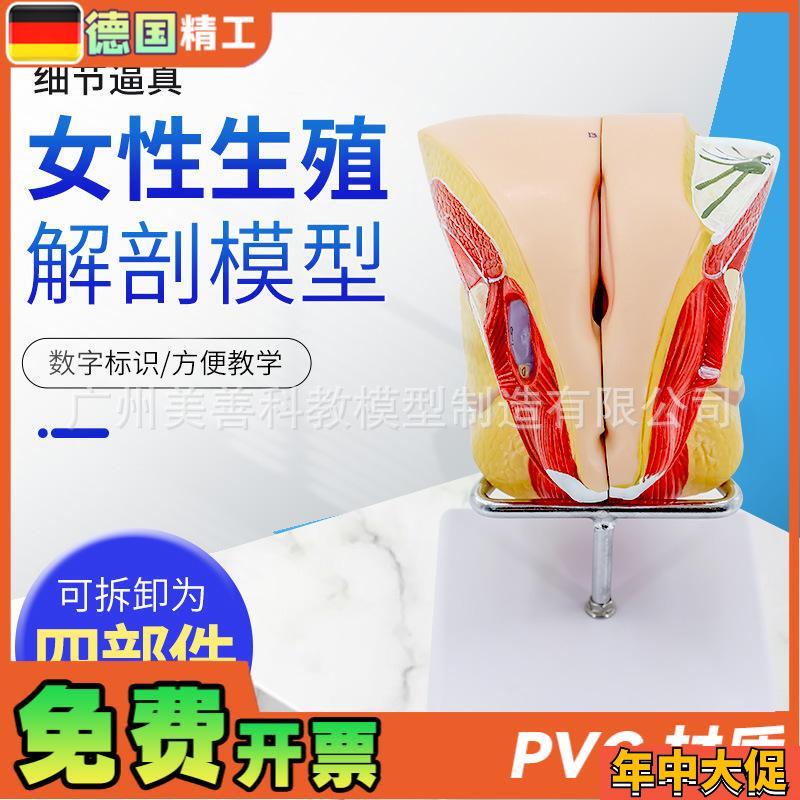 女性生殖解剖 内外生殖层次解剖模型 阴道子宫解剖模型. 器官解剖